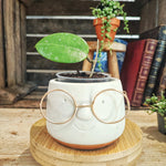 Hoya Parasitica SPLASH monjungle