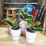 Hoya Australis Blondie monjungle