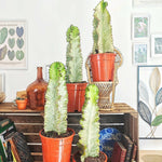 Euphorbe Ingens Marmota Short Variegata monjungle