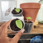 Alocasia Bulbille: Alocasia Longiloba Silver monjungle