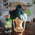 Alocasia Maharani monjungle