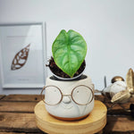 Alocasia Bulbille: Alocasia Bisma Silver monjungle