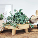 Pilea Glauca Greyzy monjungle