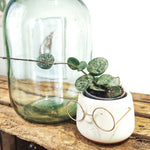 Hoya Mathilde SILVER monjungle