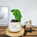 Alocasia Bulbille: Alocasia Jacklyn monjungle