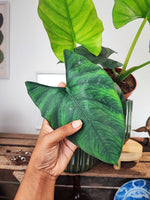 Alocasia Scabriuscula M/L monjungle