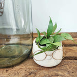 Hoya Lacunosa Mint monjungle