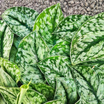 Scindapsus SILVER SPLASH monjungle