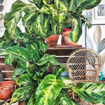 Calathea Confusion ELECTRIC SHOCK monjungle