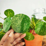 Pilea peperomioides 'Mojito' monjungle