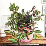 Pellionia Repens Watermelon Begonia monjungle