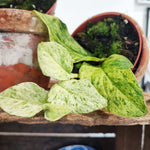 RARE Monstera Rhaphidophora Korthalsii Marble Aurea monjungle