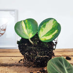 Hoya Obvata Inner variegated monjungle