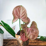 Syngonium Orm Nak Red Bouture, plante rose monjungle