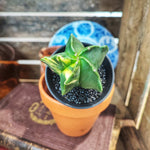 Astrophytum Myriostigma 'Kikko Variegata' monjungle