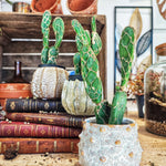 Opuntia zebrina reticulata 'Cobra' monjungle