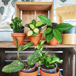 Lot HOYA: compacta hindu rope,hoya heuschkeliana variegata, hoya burtoniae variegata, Hoya sigillatis round leaves, hoya crassipetiolata monjungle