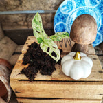 Monstera Frozen Freckles S monjungle