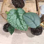 Lot de 3 Scindapsus Rares monjungle