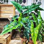 Alocasia Simpo monjungle