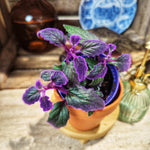 Gynura Purple Passion monjungle