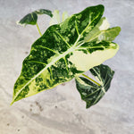 Alocasia Frydek Variegated Bouture monjungle