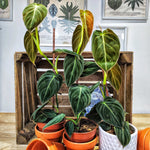 Philodendron BLACK GOLD Melanochyrosum monjungle