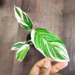 Ctenanthe setosa Princess Dalya monjungle