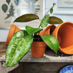 Hoya Wajang Splash monjungle