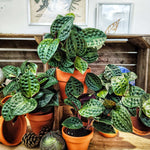 Geogenanthus poeppigii Florijn monjungle