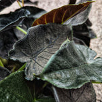 Alocasia Antoro Velvet monjungle