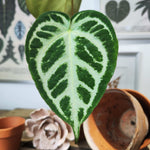 Anthurium crystallinum monjungle