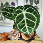 Anthurium DORAYAKI monjungle