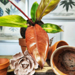 Philodendron Prince of Orange monjungle