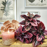 Peperomia CAYENNE bordeaux feuilles monjungle