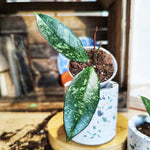 Hoya crassipetiolata splash monjungle