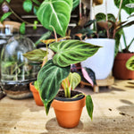 Philodendron verrucosum Incens monjungle