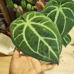 Anthurium Magnificum L monjungle