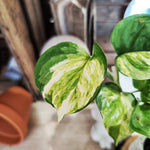 Epipremnum Pinnatum 'Manjula Apple' monjungle