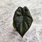 Alocasia Golden Bone S , bébé plante. monjungle