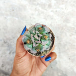 Titanopsis calcarea S monjungle