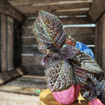 Episcia Malyalam S monjungle