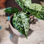 Alocasia Dragon Scale MINT VARIEGATED monjungle