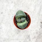 Pleiospilos Nelii Schwantes Split Rock monjungle