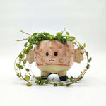 Cache Pot: Cheval De Mer Rose monjungle