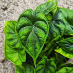 Alocasia Dragon Scale S monjungle