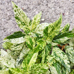 pellionia repens variegata monjungle