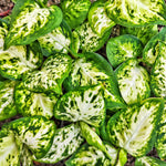 Dieffenbachia 'Amy' Maculata – Plante d’intérieur élégante | Feuillage vert panaché monjungle