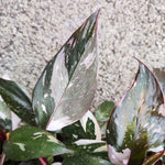 Philodendron Red Anderson monjungle