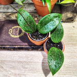 Hoya Verticillata Wibergiae monjungle